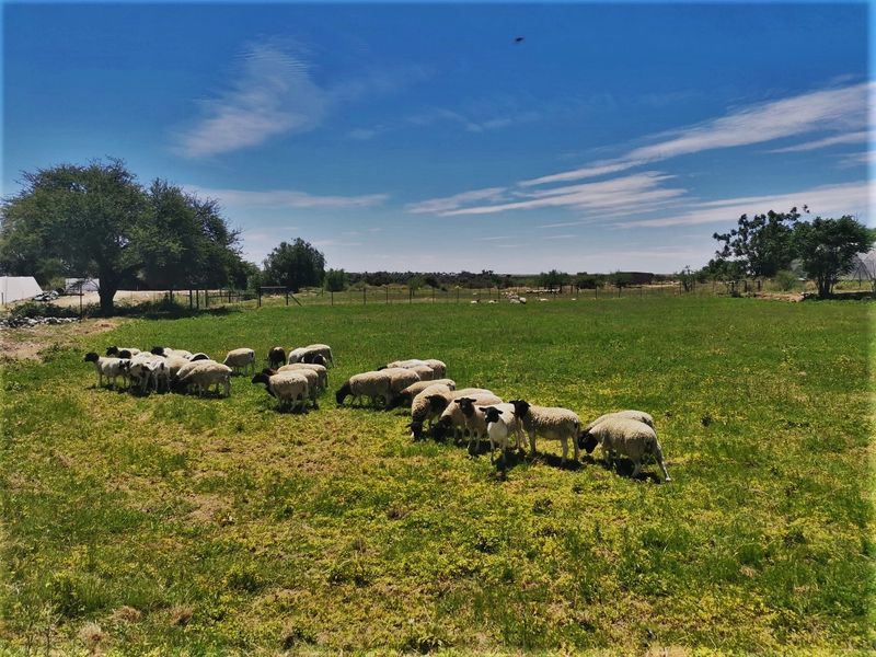 Self-sustainable smallholding near Upington. - Photo 10