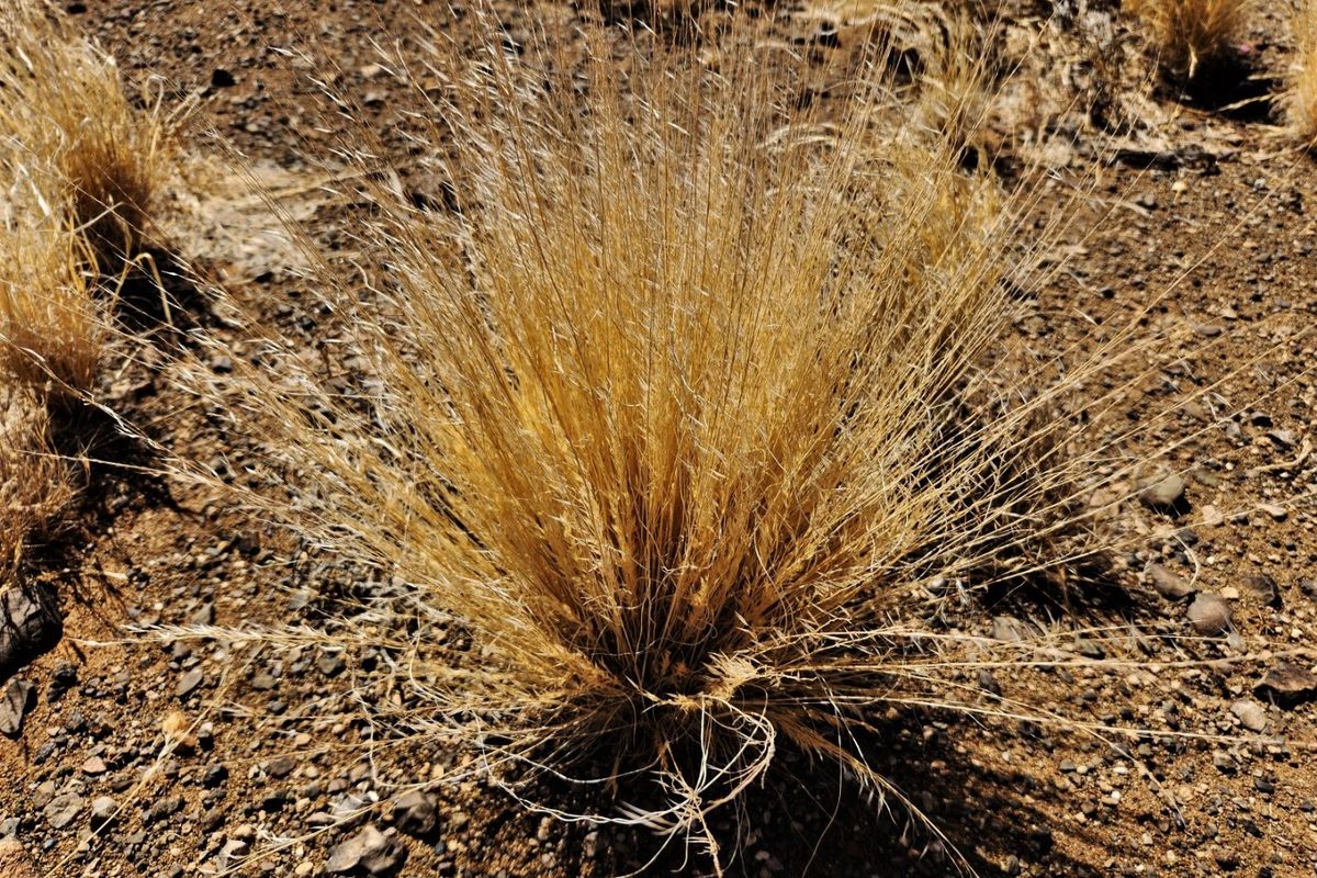 Boesmanland farm for sale - Photo 5