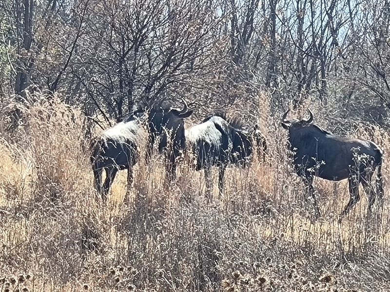 1305m3 Vacant Land in La Camargue - Photo 8