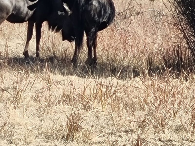 1305m3 Vacant Land in La Camargue - Photo 7