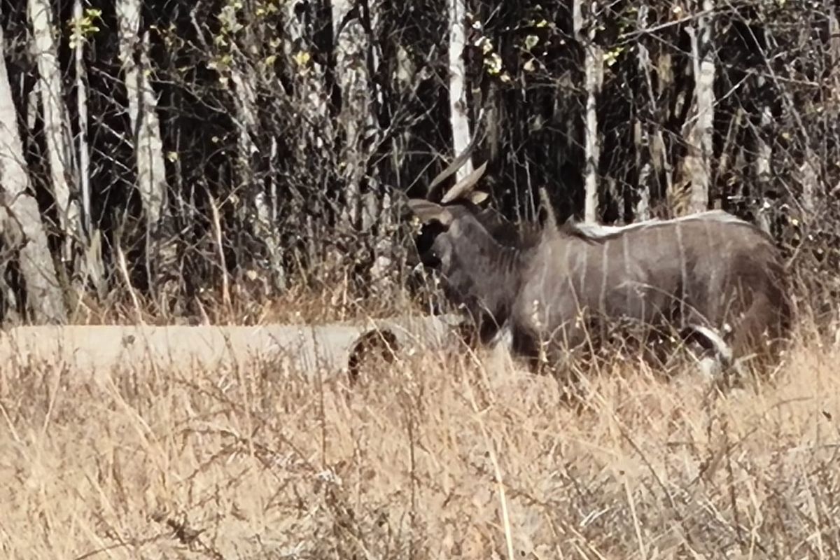 1305m3 Vacant Land in La Camargue - Photo 5