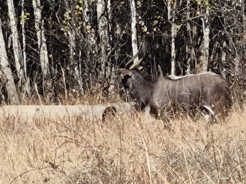 1305m3 Vacant Land in La Camargue - Photo 5