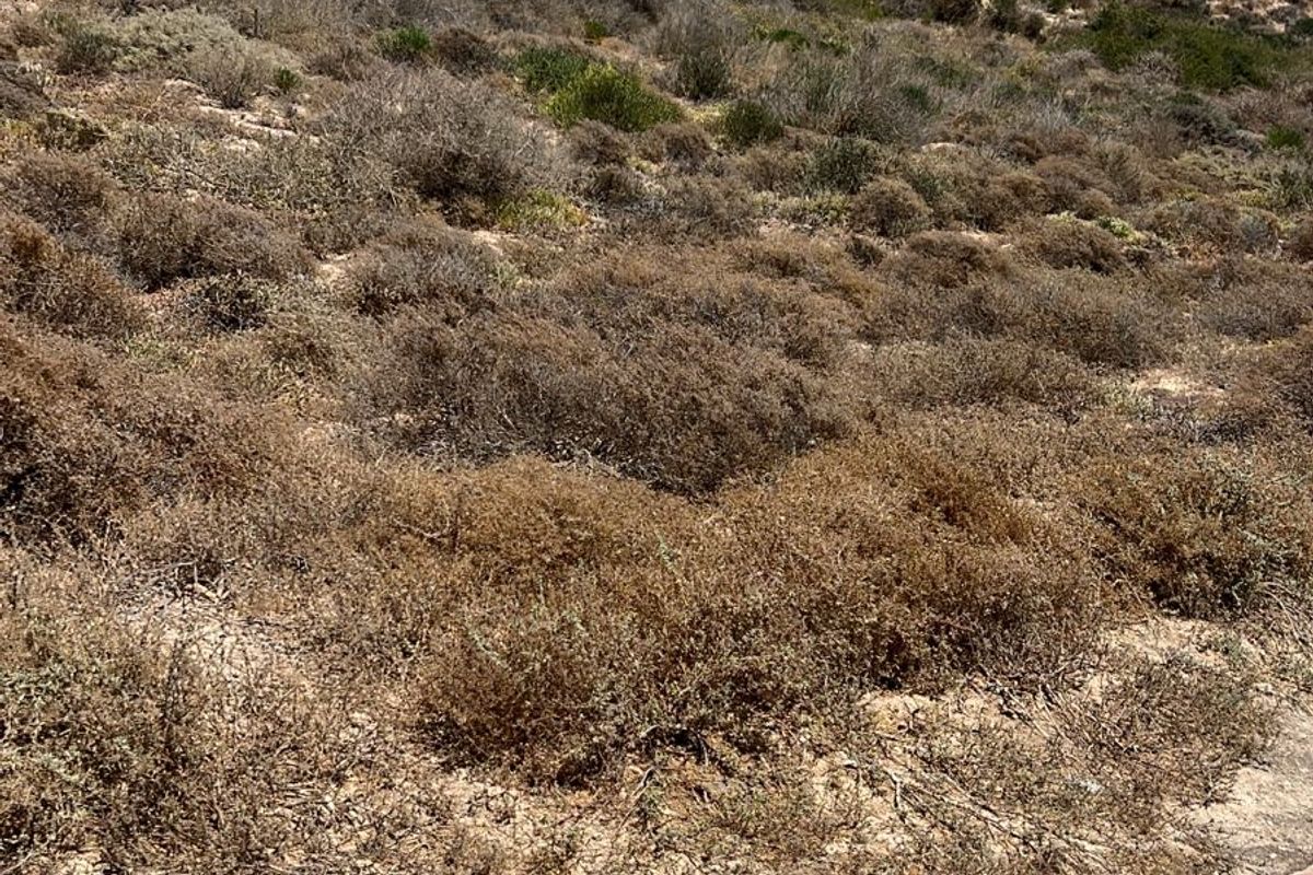 VACANT LAND FOR SALE IN KAPTEINS KLOOF ST HELENA BAY - Photo 2