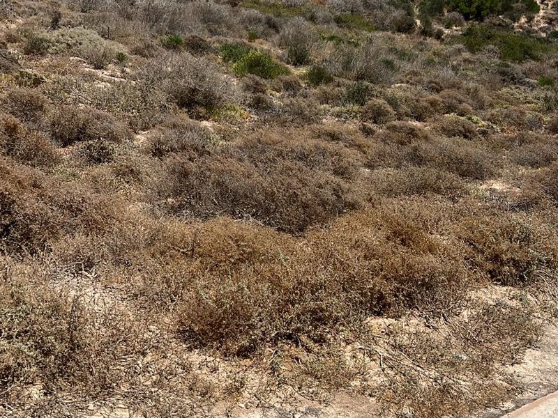 VACANT LAND FOR SALE IN KAPTEINS KLOOF ST HELENA BAY - Photo 2