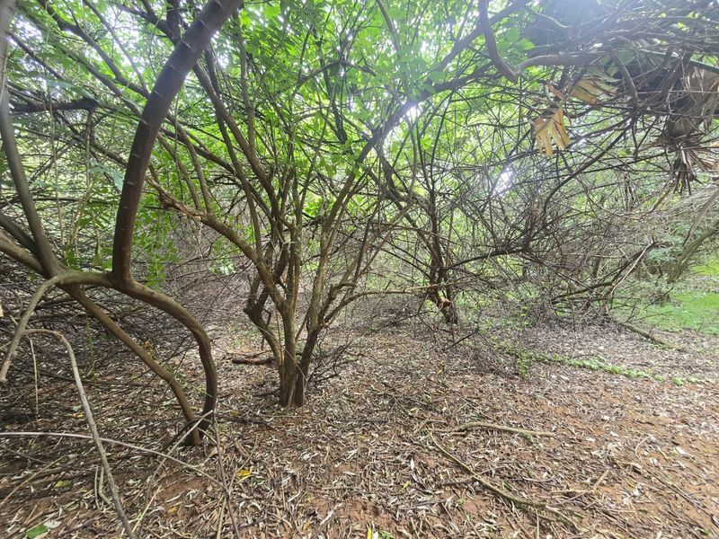 Premium Residential Land in a Nature-Rich Coastal Estate - Photo 4