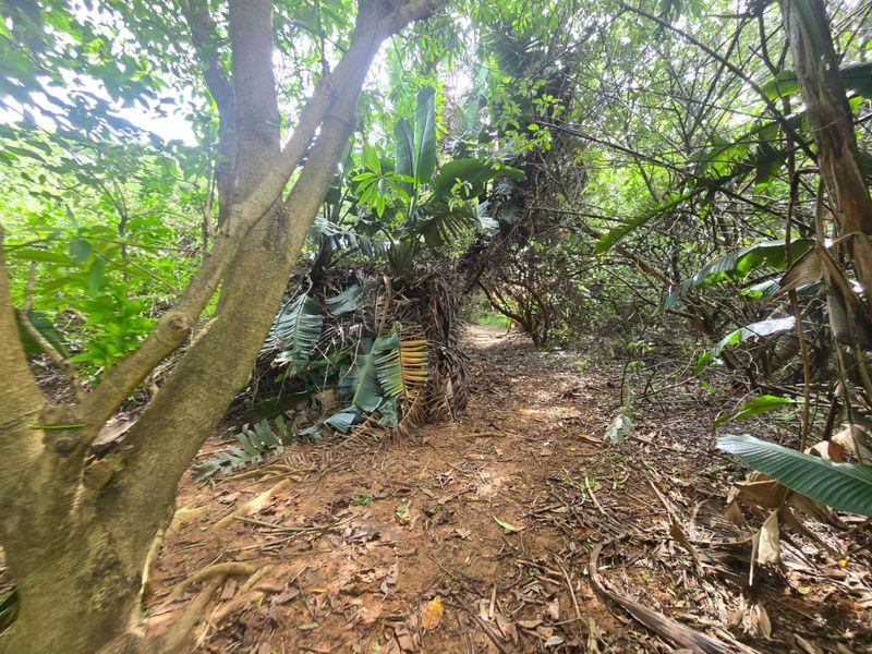 Premium Residential Land in a Nature-Rich Coastal Estate - Photo 6