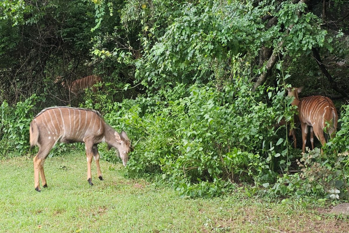 Kruger Park Lodge House For Sale - Photo 4