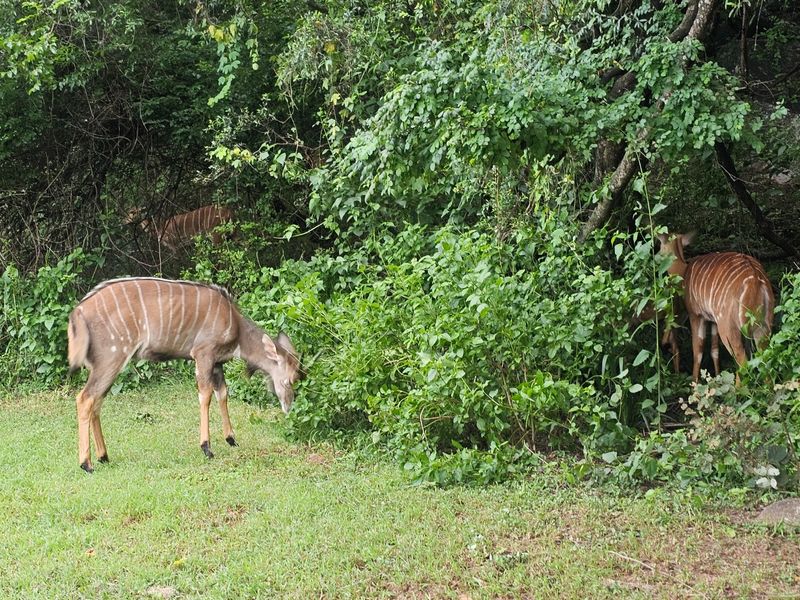 Kruger Park Lodge House For Sale - Photo 4
