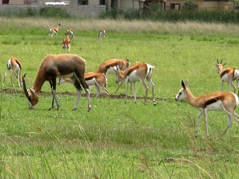 A view of an open grassy residential plot featuring natural wildlife and a perimeter wall in the background.