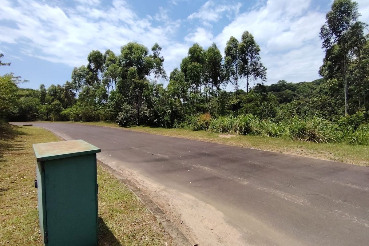 A view of a paved residential street with a utility box in the foreground and surrounding mature trees and vegetation.