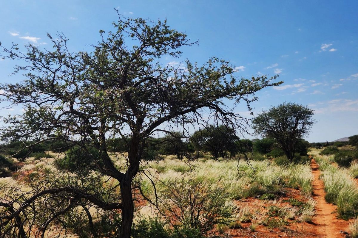 Livestock farm for sale between Marydale and Groblershoop in the Northern Cape.  - Photo 3