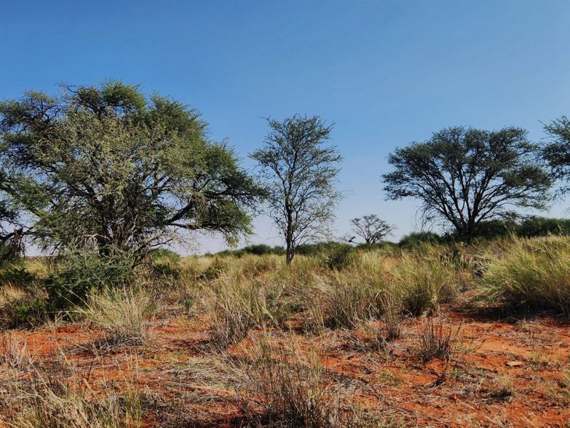 Livestock farm for sale between Marydale and Groblershoop in the Northern Cape.  - Photo 6
