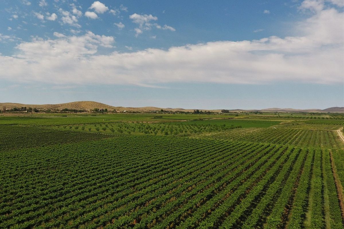 An expansive aerial view of a well-maintained farm featuring extensive vineyard rows and orchard sections under a clear blue sky.