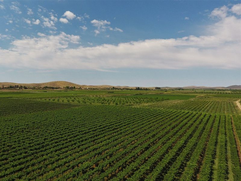 An expansive aerial view of a well-maintained farm featuring extensive vineyard rows and orchard sections under a clear blue sky.