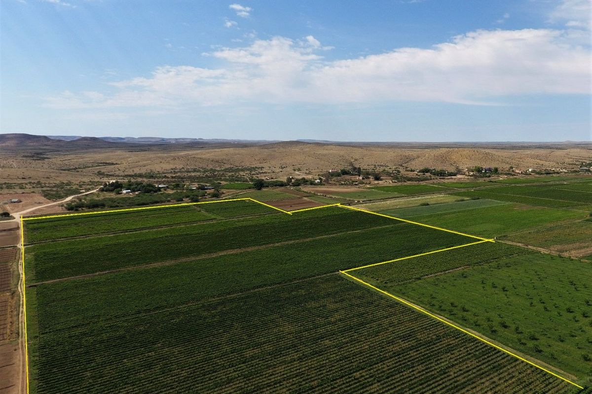 Aerial view of a large, well-maintained vineyard on a farm, showcasing extensive agricultural land and clear property boundaries.