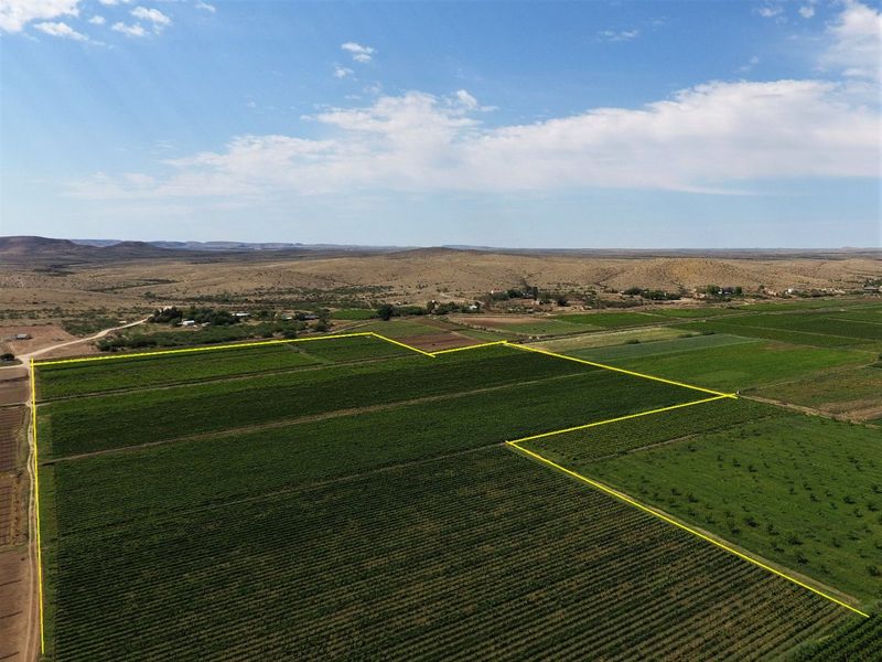 Aerial view of a large, well-maintained vineyard on a farm, showcasing extensive agricultural land and clear property boundaries.