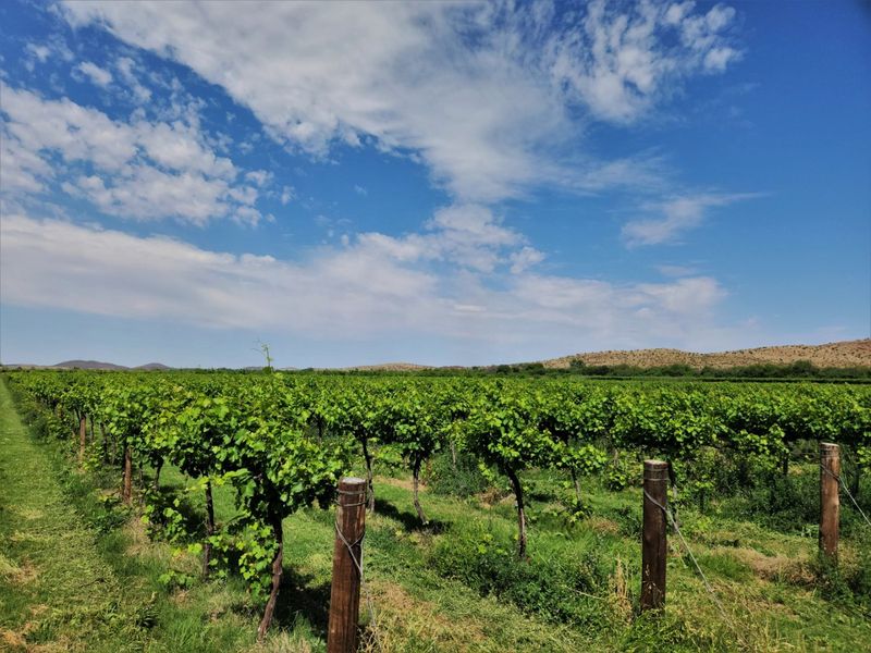 A scenic view of a well-maintained vineyard with established vines, wooden support posts, and rolling hills in the background under a clear blue sky.