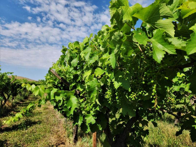 A view of a well-maintained vineyard with healthy grape vines growing on a trellis system in a rural farm setting.