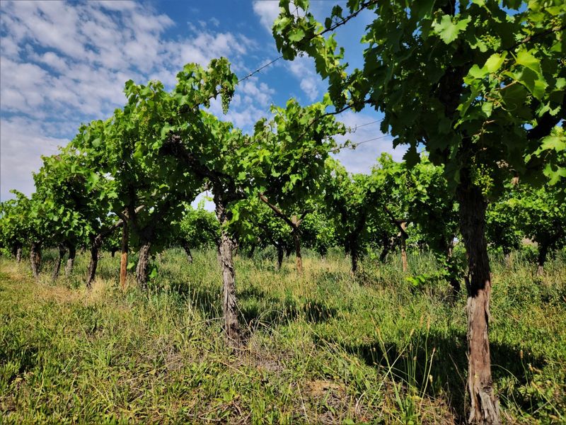 A well-maintained vineyard section featuring mature grape vines supported by a wire trellising system on a farm property.