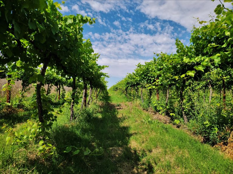 A well-maintained vineyard row featuring established grapevines on a trellis system, set within the farm landscape.