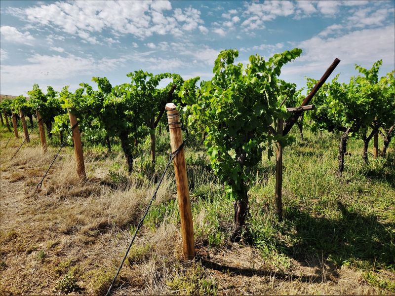 A well-maintained vineyard section featuring established grapevines supported by a structured wooden post and wire trellising system.