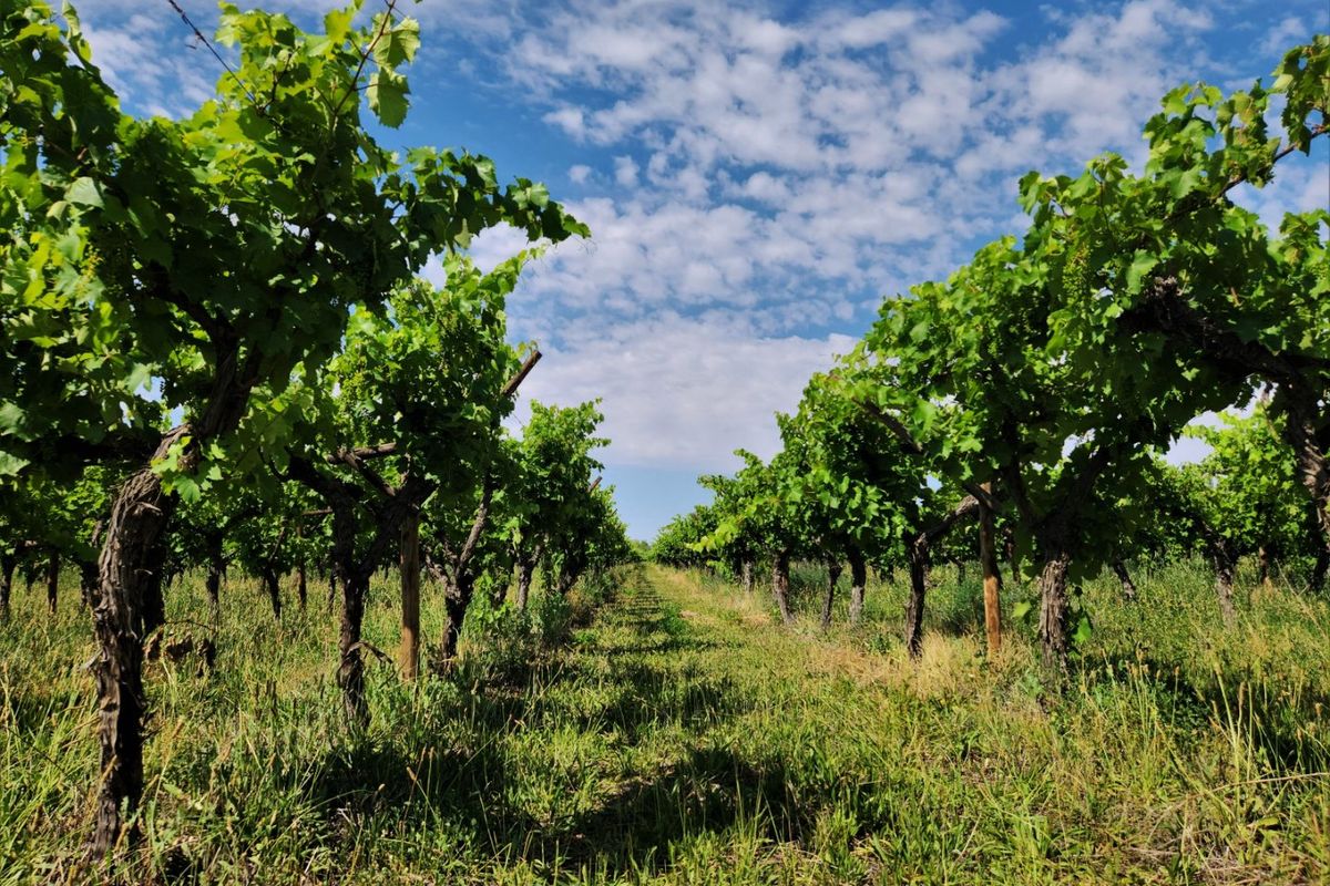 A well-maintained vineyard featuring established grapevines arranged in neat rows, showcasing the agricultural potential of the farm property.