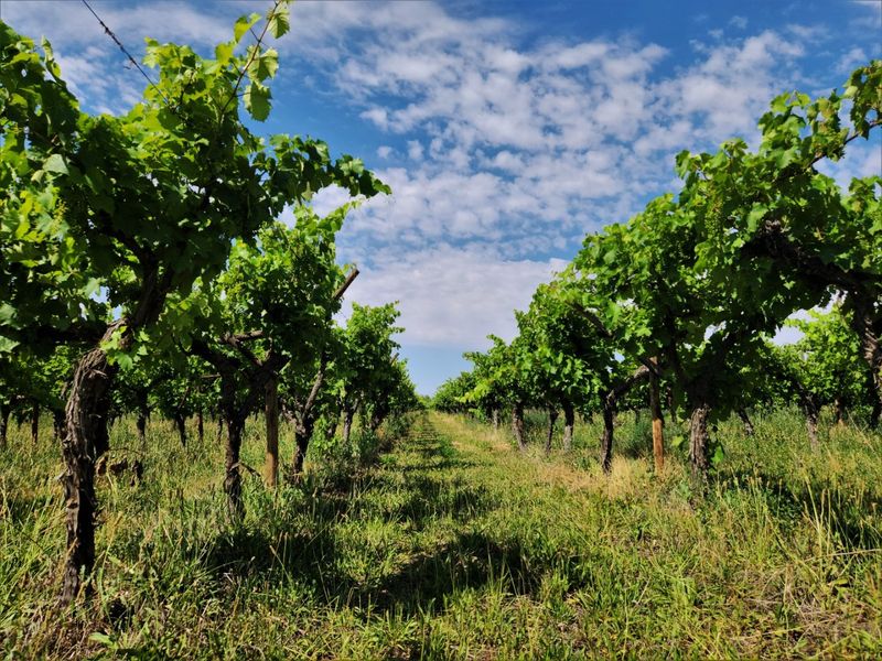 A well-maintained vineyard featuring established grapevines arranged in neat rows, showcasing the agricultural potential of the farm property.