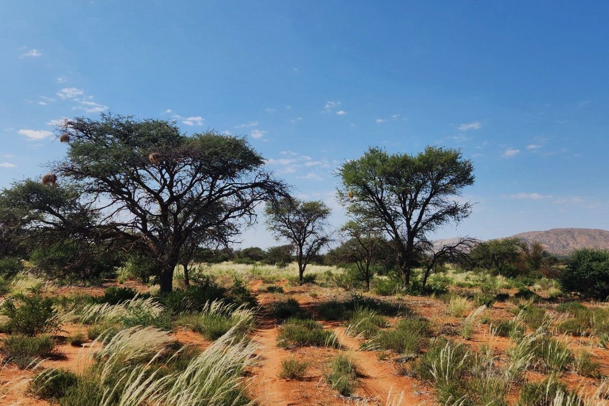 Well-Developed Livestock & Game Farm for Sale - Near Groblershoop, Northern Cape - Photo 2