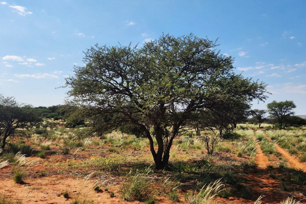 Well-Developed Livestock & Game Farm for Sale - Near Groblershoop, Northern Cape - Photo 3