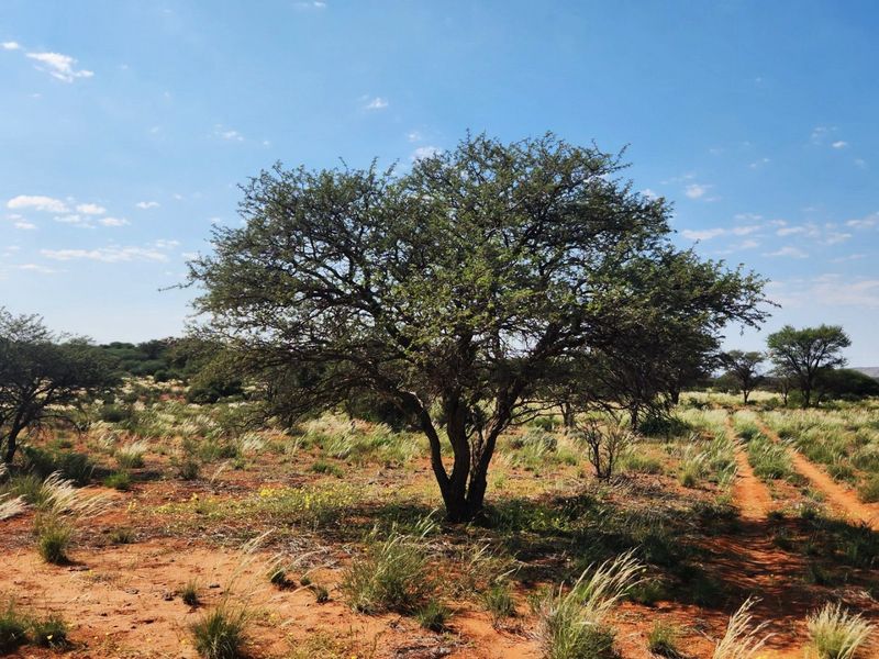 Well-Developed Livestock & Game Farm for Sale - Near Groblershoop, Northern Cape - Photo 3