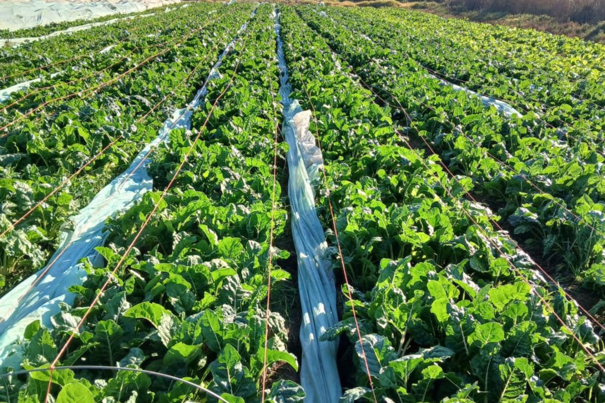 Developed land - Photo 2