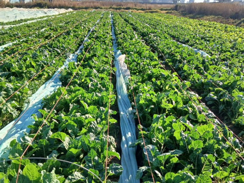 Developed land - Photo 2