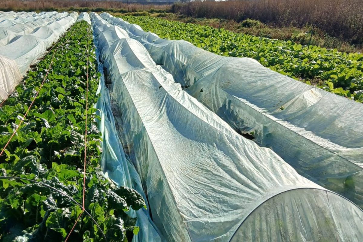 Developed land - Photo 3