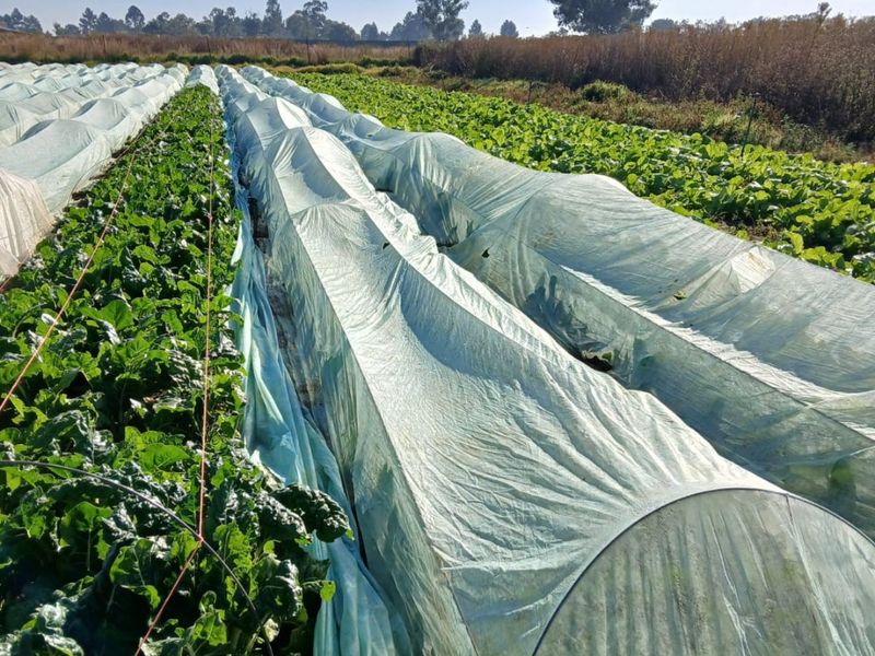 Developed land - Photo 3