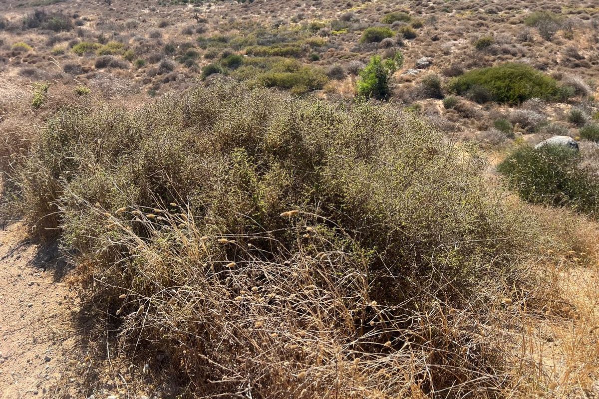 VACANT LAND FOR SALE IN KAPTEINS KLOOF ST HELENA BAY - Photo 3