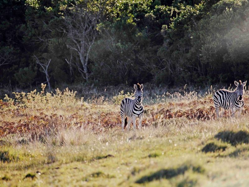 0 Bed Vacant Land in Royalston Residential Estate & Wildlife Reserve for Sale - Photo 9