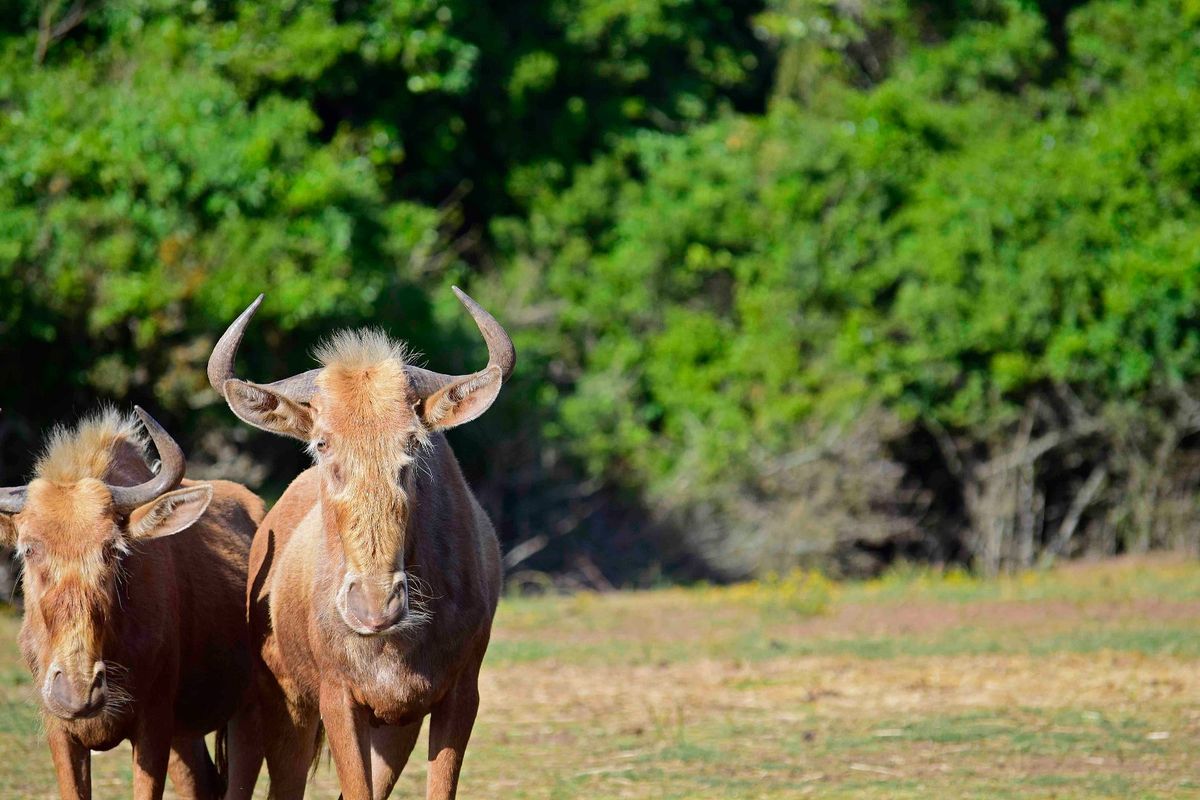 0 Bed Vacant Land in Royalston Residential Estate & Wildlife Reserve for Sale - Photo 3