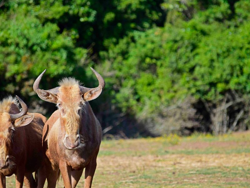 0 Bed Vacant Land in Royalston Residential Estate & Wildlife Reserve for Sale - Photo 3