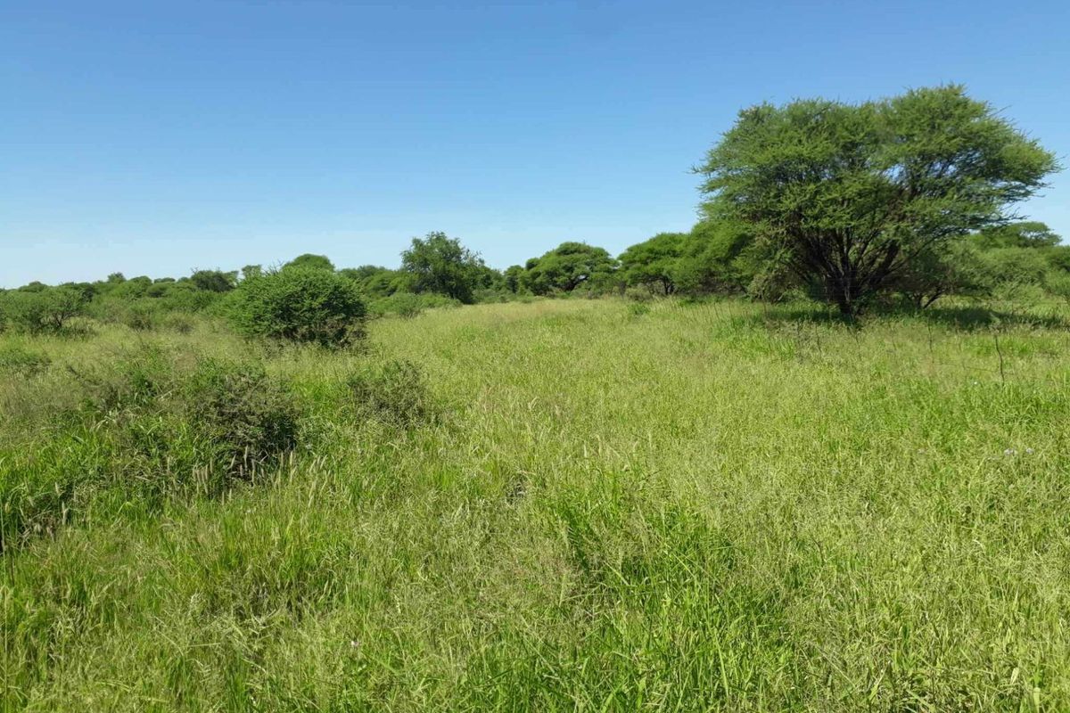 A view of a vacant residential plot featuring natural grassland and mature indigenous trees under a clear blue sky.