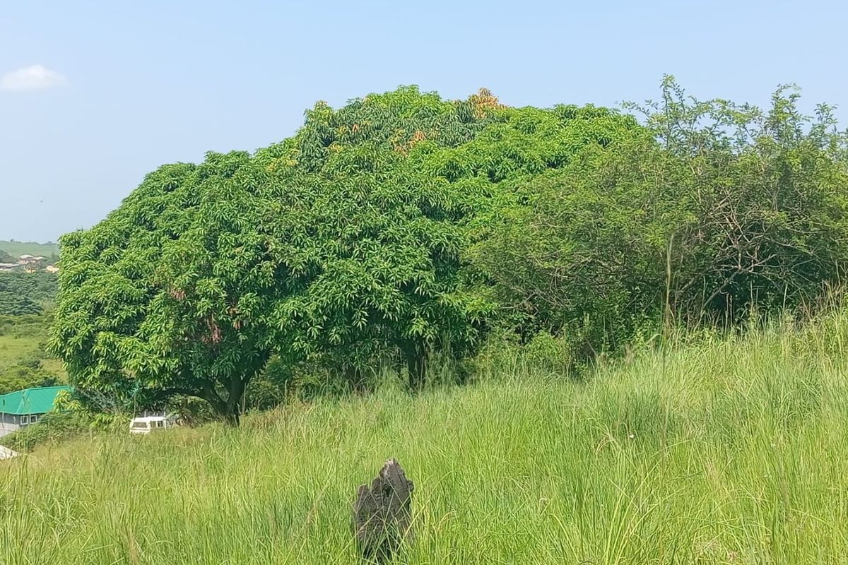 0 Bed Vacant Land in Ongoye, Empangeni Rural for Sale - Photo 4