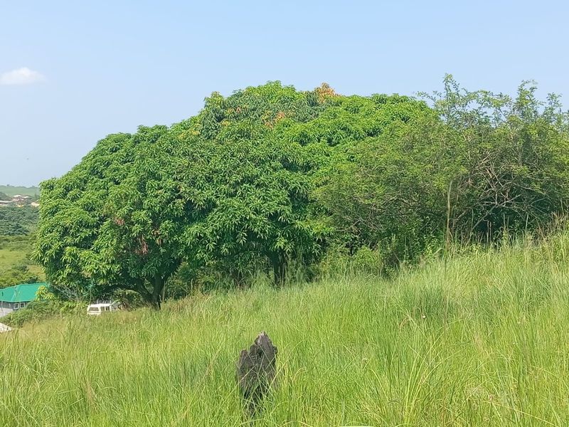 0 Bed Vacant Land in Ongoye, Empangeni Rural for Sale - Photo 4