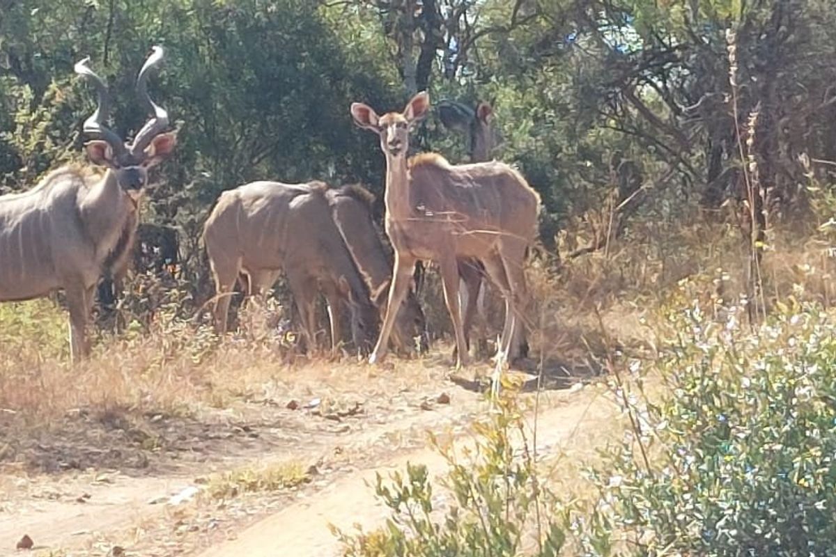 Own your Piece of bushveld Heaven in Big 5 Dinokeng game reserve 124ha with campsites - Photo 3