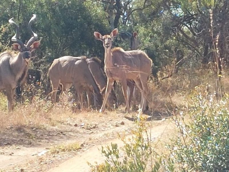 Own your Piece of bushveld Heaven in Big 5 Dinokeng game reserve 124ha with campsites - Photo 3