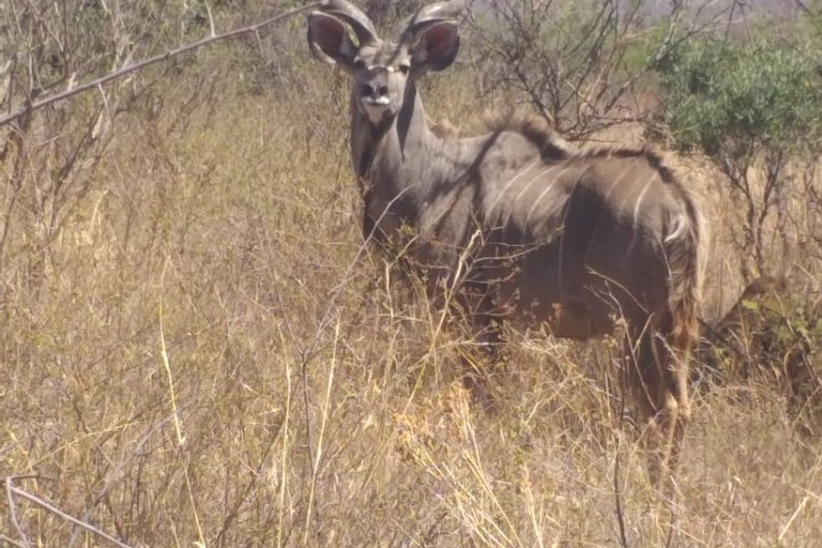 Own your Piece of bushveld Heaven in Big 5 Dinokeng game reserve 124ha with campsites - Photo 2