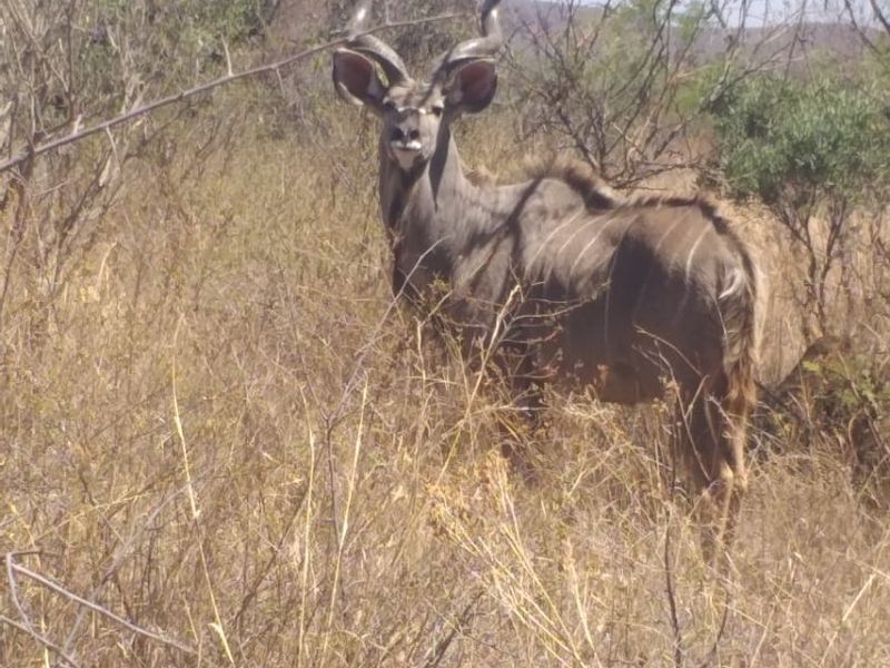 Own your Piece of bushveld Heaven in Big 5 Dinokeng game reserve 124ha with campsites - Photo 2