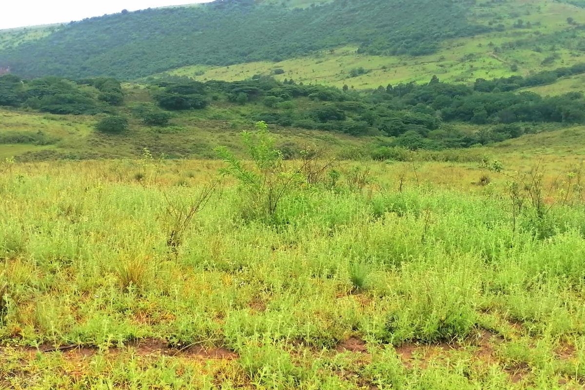 0 Bed Farm in Stanger Central for Sale - Photo 3