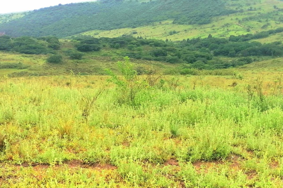 0 Bed Farm in Stanger Central for Sale - Photo 4