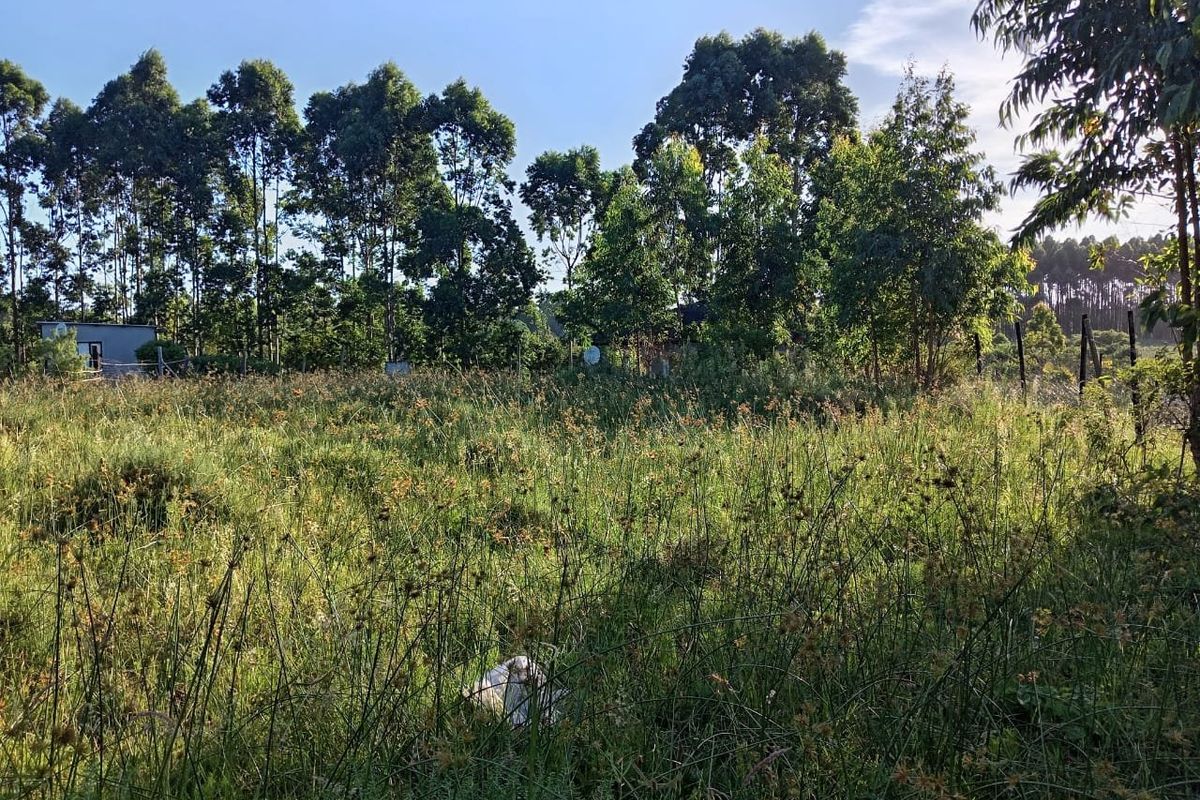 A view of a vacant residential plot featuring overgrown grass and mature perimeter trees.
