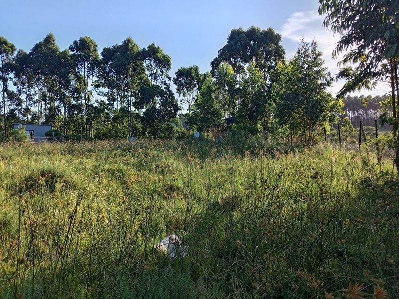 A view of a vacant residential plot featuring overgrown grass and mature perimeter trees.