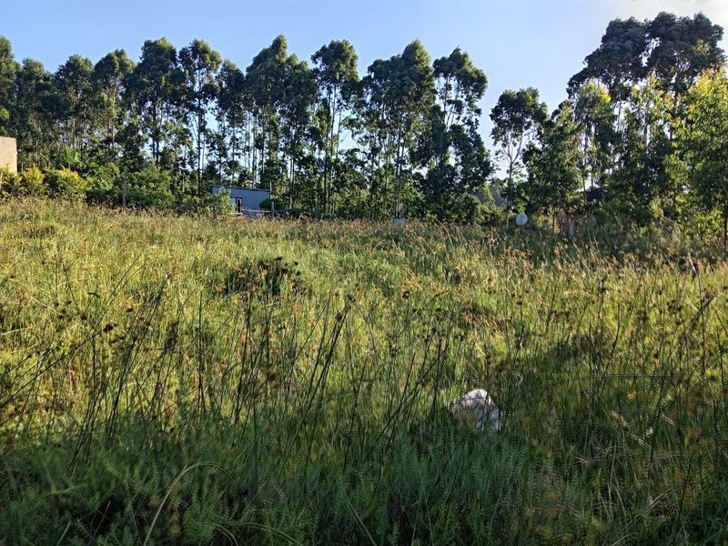 A view of a vacant residential plot featuring tall grass and a line of mature trees in the background.